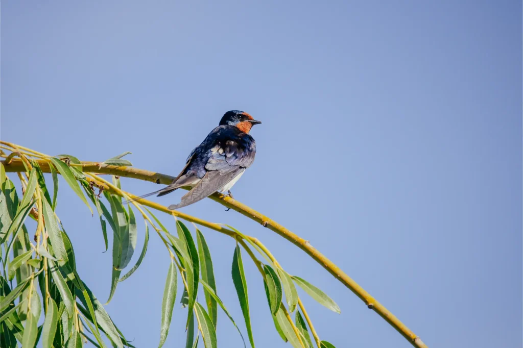 Natura Delta Dunarii