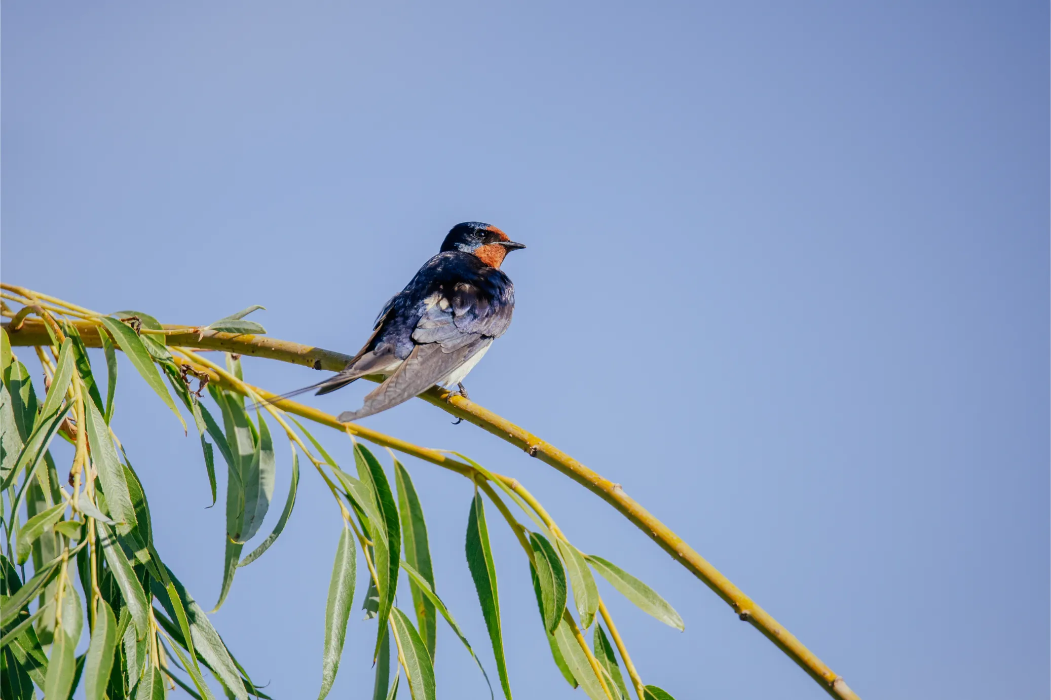 Natura Delta Dunarii