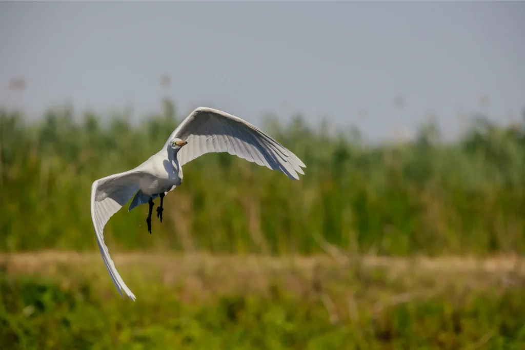 Natura 16