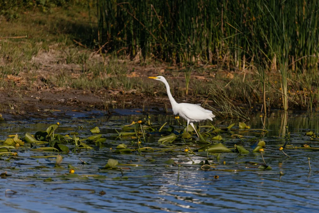Natura 17