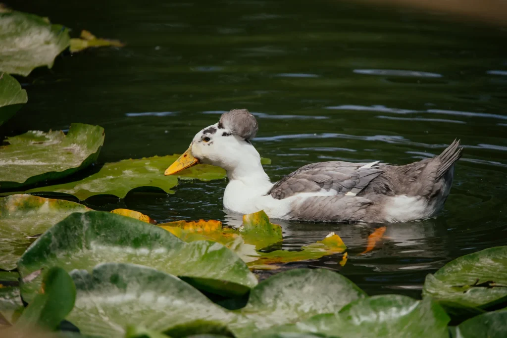 Natura 2