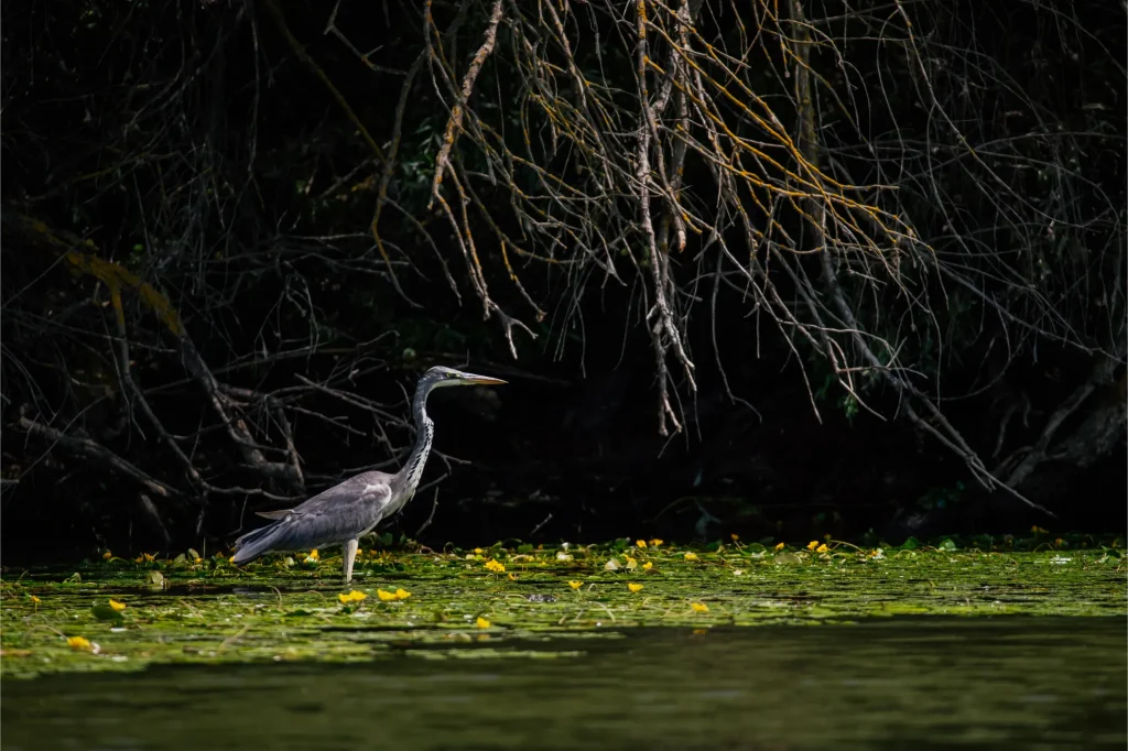 Natura 24