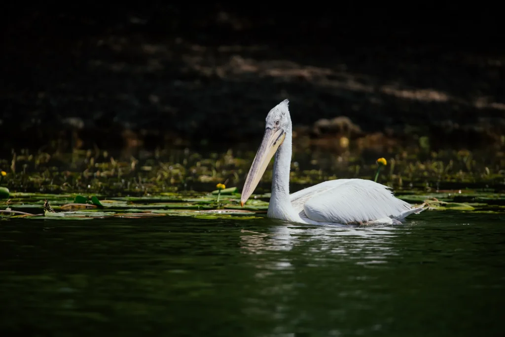 Natura 25