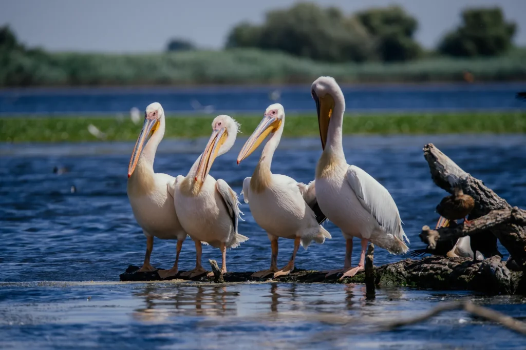 Natura 29