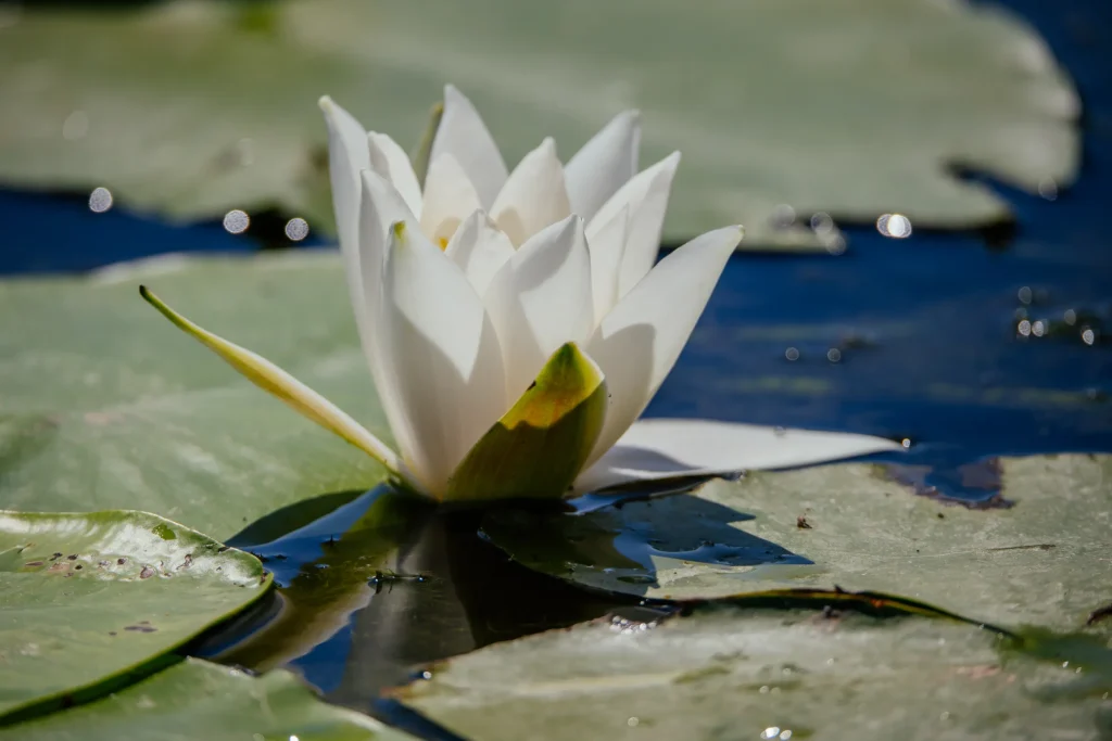 Natura 4